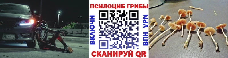 Псилоцибиновые грибы мицелий  kraken маркетплейс  Магас 